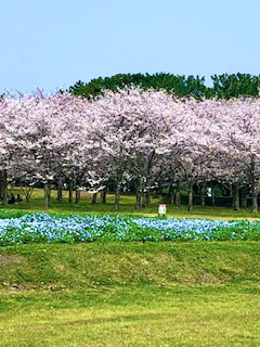 2018年　花見